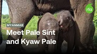 Twin baby elephants make a splash in Myanmar | Radio Free Asia (RFA)