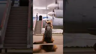 Пёс, который ждал... А потом выбрал того, кто был рядом 🐕‍🦺😥