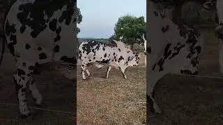 MERCADO DO BOI