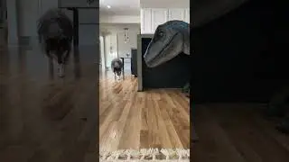 Dog meets a dinosaur while eating treats.. 