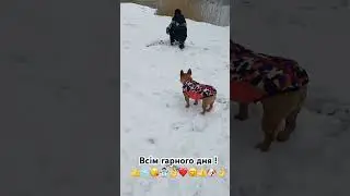 Всім гарного дня !👍😘🐶