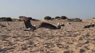 Исцеляющие Звуки природы - Расслабляющее видео шум волн и чайки на закате.Healing sounds of nature