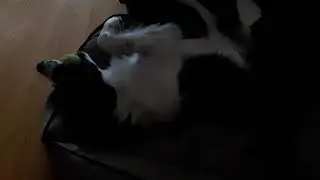 Haha funny moment