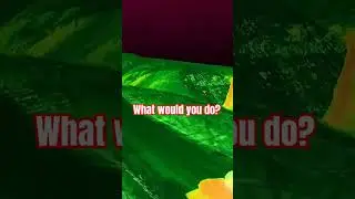 What would you do if you were being chased by a dragon? 
