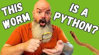 The ACTUAL Smallest Python on the Planet!