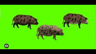 Pigs Walking | Green Screen pig | Green Screen pigs effect | 