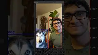 Clasificación de personas y perros. 