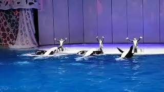 Выступают морские касатки. Москвариум. Шоу 