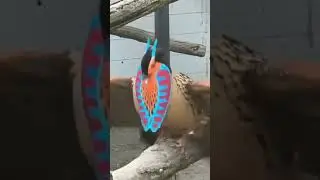 А если кто из участников нашего сообщества вдруг не спит, мы им буробрюхого трагопана продемонстируе