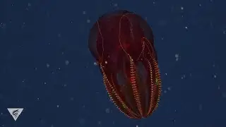 Deep relaxation: Release the stress with the bloody-belly comb jelly