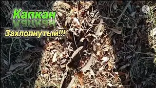 ПРОВЕРКА КАПКАНА  на Бобрика [Бобр УШОЛ С КАПКАНА!😔😔 ]