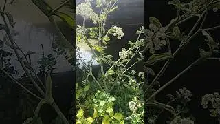 Incontro con la bellissima Angelica