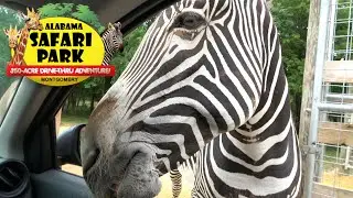 Alabama Safari Park (Full Drive Through & Feeding The Animals) with The Legend