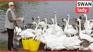 Gran saves hundreds of swans by feeding them everyda | SWNS TV