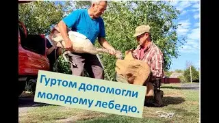 Гуртом допомогли молодому лебедю. #природаукраїни #animals