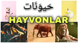 Arab tilida HAYVONLARNING nomlanishi , uy va yovvoyi hayvonlar tuya جَمَل jamal (جمال emas)