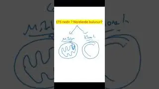 ETS (elektron taşıma sistemi ) NERELERDE BULUNUR ? 