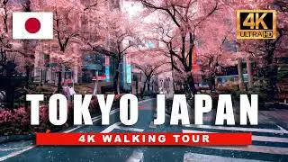 4K Tokyo Spring Walk 🌸 Cherry Blossoms Cover the City in Pink!
