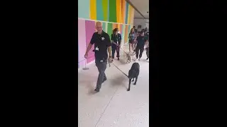 Seeing Eye Pups in Training at HUP