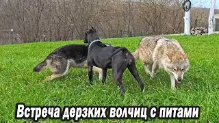 Реакция дерзких волчиц на питбулей Мусы и Багиры.