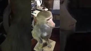 Гамадрила Настенька !!!! Аплодисменты !!! Умница,  красавица , родителям браво ! 👏👏👏👏