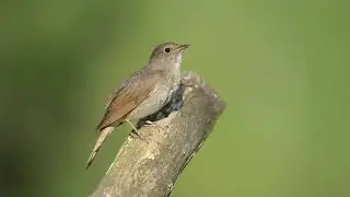 Пение соловья [1080p] Релакс
