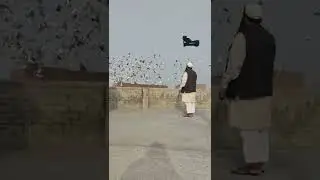 #pigeons_short_video