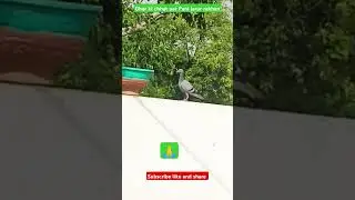 #shortsfeedBird 🐦 #shortvideo #trending #animals #ytshorts #shorts #short #dog