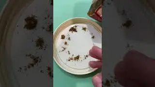 Как избавиться от тараканов за 1 минуту навсегда