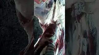 забой Овцы