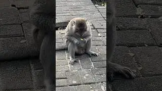Самец не дает еду самкам и детям #обезьяны