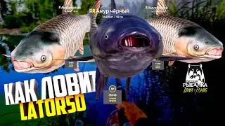 Русская рыбалка 4.🎣🦈 оз. Старый Острог 🐋🐋🐋💦 КАК ЛОВИТ LATORSO 👀