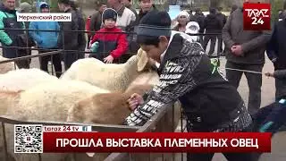 ПРОШЛА ВЫСТАВКА ПЛЕМЕННЫХ ОВЕЦ