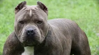 10 САМЫХ ОПАСНЫХ ПОРОД СОБАК В МИРЕ