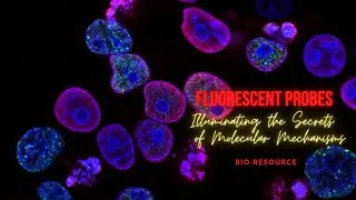 Fluorescent Probes: Illuminating the Secrets of Molecular Mechanisms