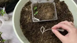 Садовые покупки с маркетплейса. Ставлю укореняться гортензии