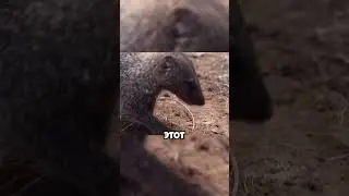 Бомбардир-жук, выпускающий кислоту! 🧪🪲😱 