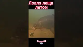 Ловля леща летом
