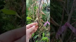 МАГНОЛИЯ как зимует и как растет 