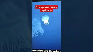 Поверхностное и Глубокое