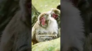 Don't be surprised, this is Monkey Spa!