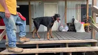 Dobermans Texas