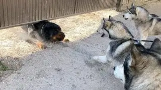 НАПАЛА СОСЕДСКАЯ СОБАКА