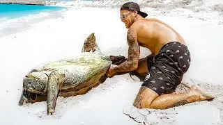Sea Turtles That Asked People for Help (people actually help)