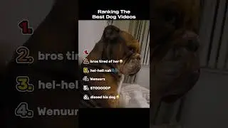 Ranking The Best Dog Videos