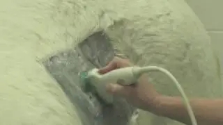 Veterinary Procedures - Equine Ultrasound