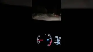 В Коми голодный волк бежал по дороге с головой убитой собаки