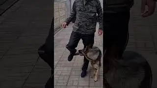 Дрессировка собак. Отработка навыков 