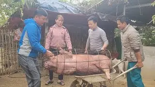 Catching pigs to sell to traders. Pigs grow very fast and heavy. (Episode 129).
