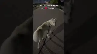 День 51-й🤘Тортиииик! 😆100,000 для❤️Тортика